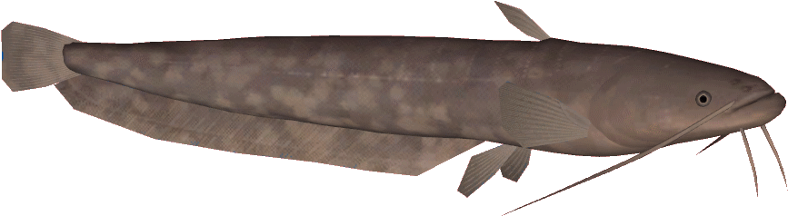 Wels Catfish PNG Transparent
