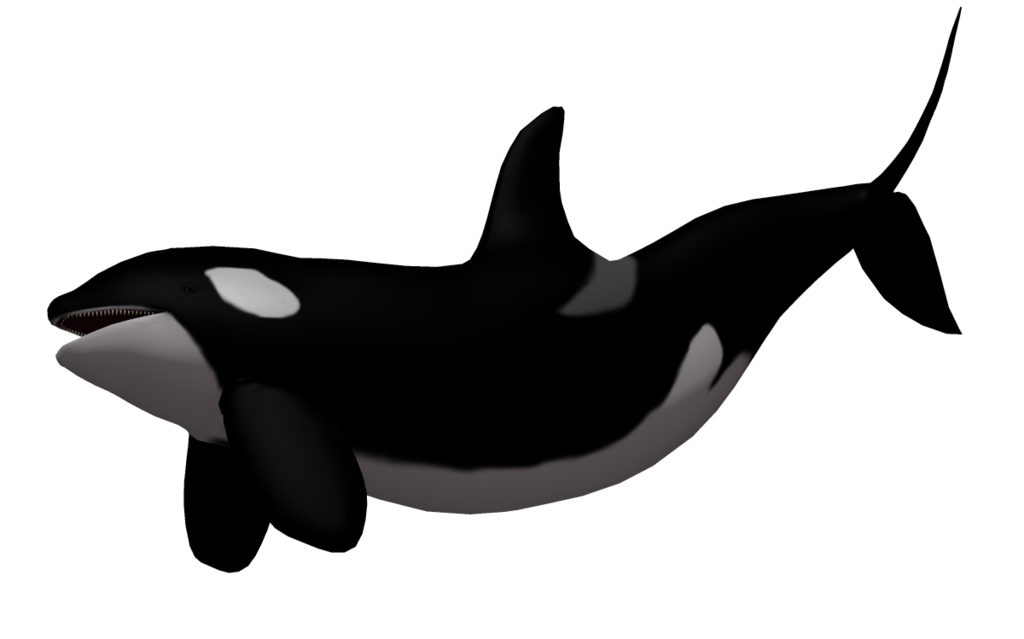 Whale Background Isolated PNG