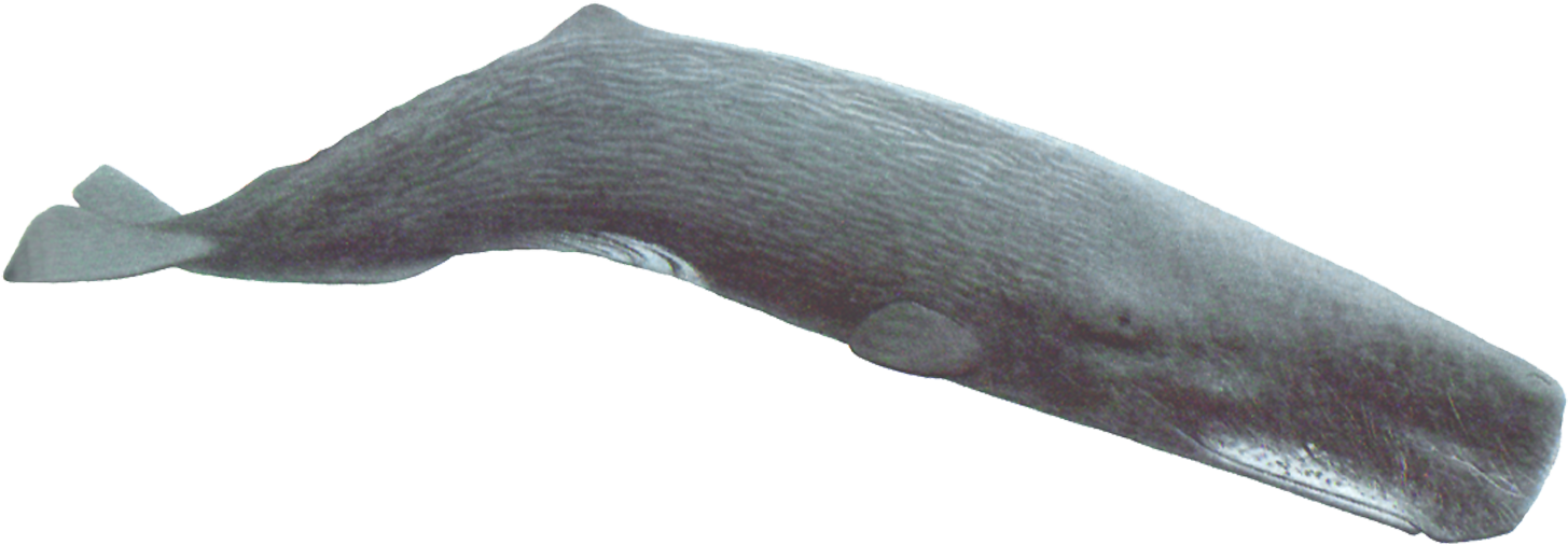 Whale PNG File