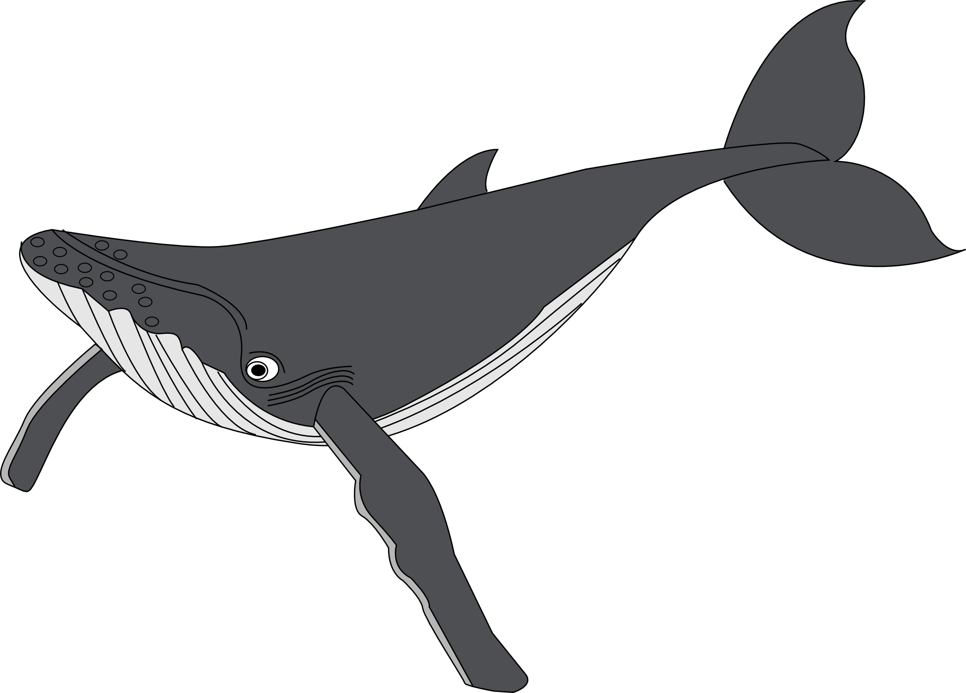Whale PNG Isolated Free Download