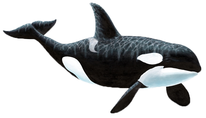 Whale PNG Isolated HD Pictures