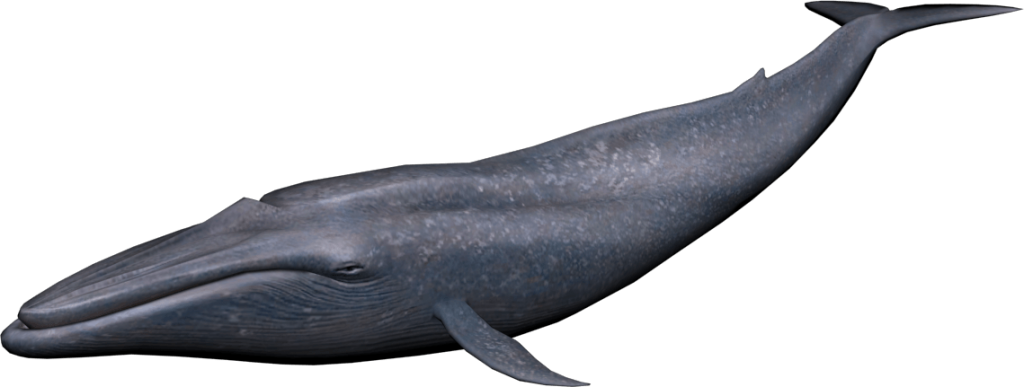 Whale PNG Isolated Photo