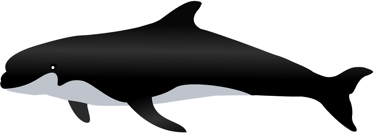 Whale PNG Isolated Transparent Image