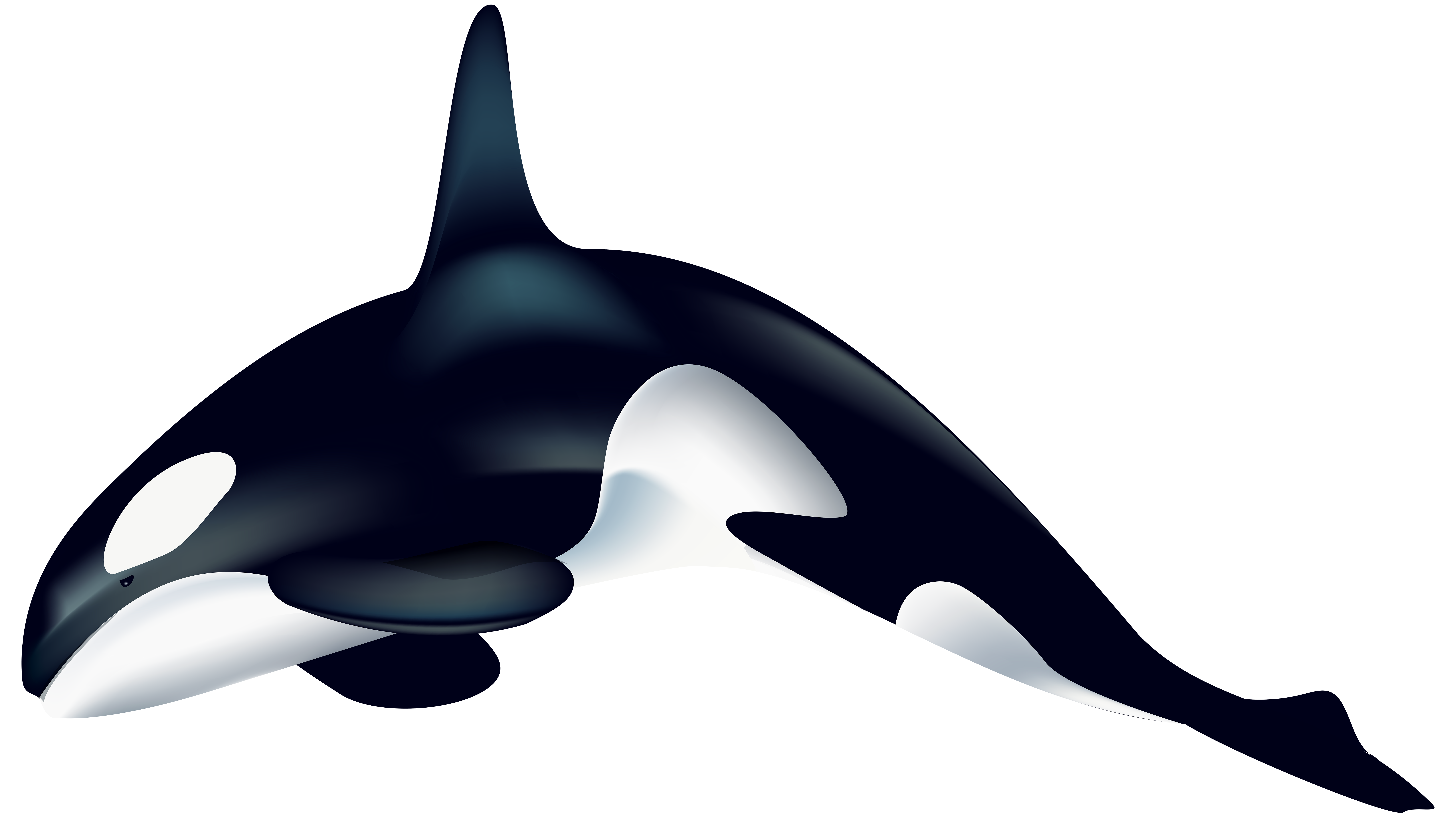 Whale PNG Isolated Transparent