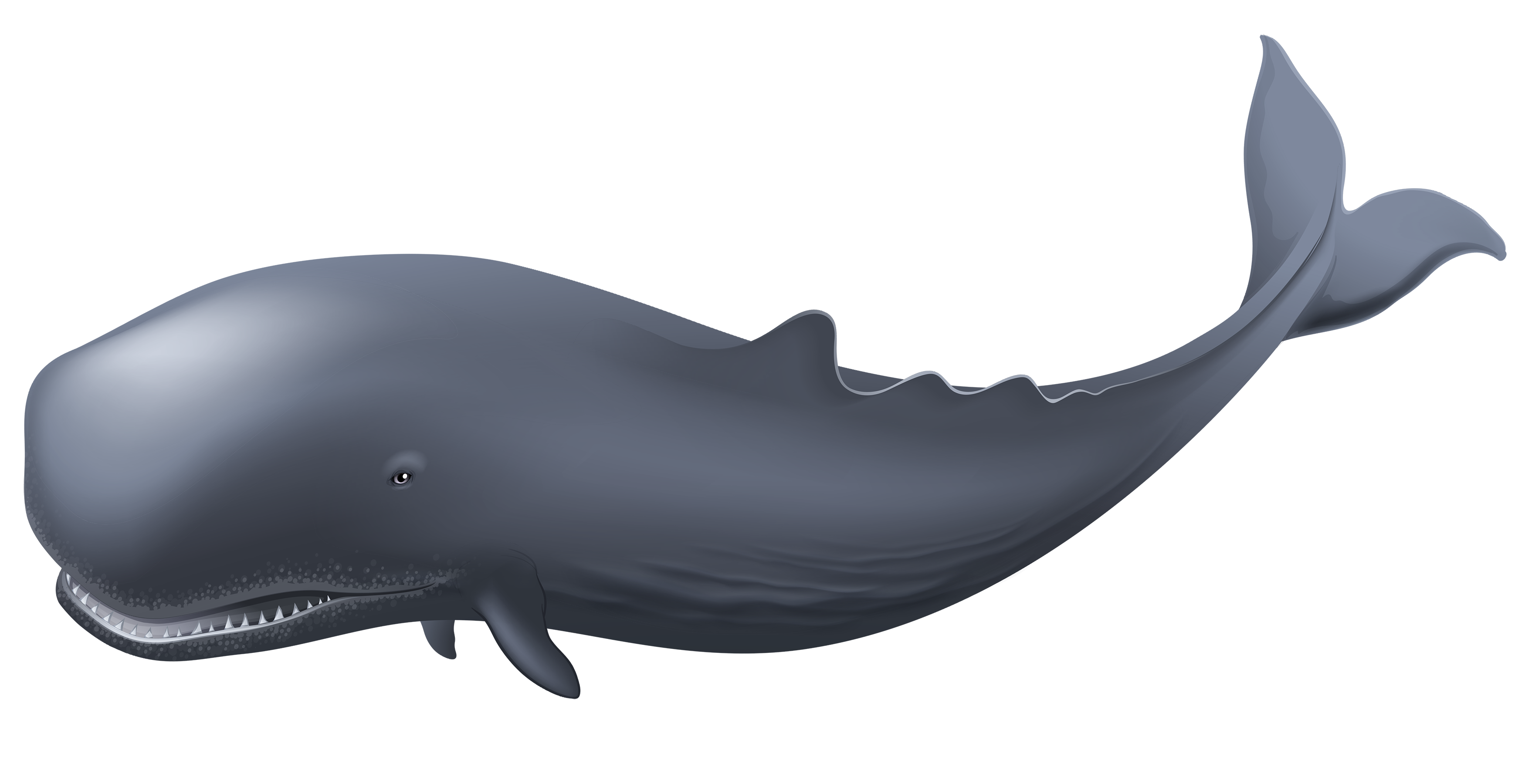 Whale PNG Pic