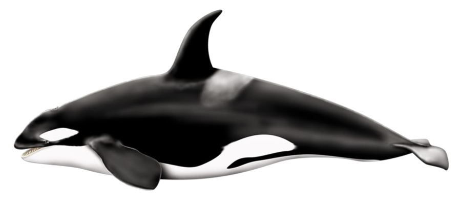 Whale PNG Transparent