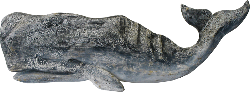 Whale Transparent Background