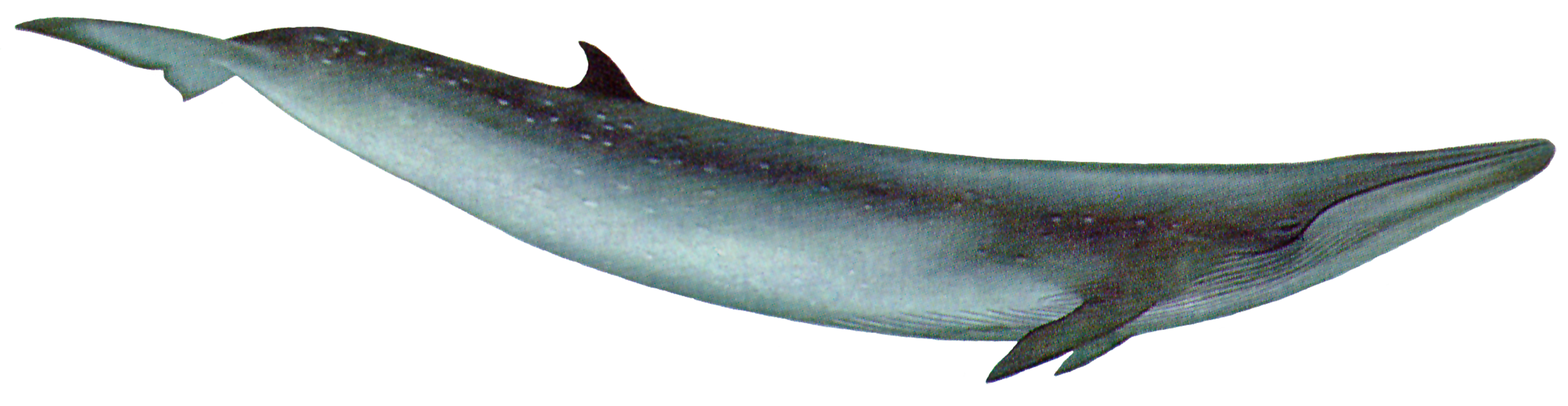 Whale Transparent Images PNG
