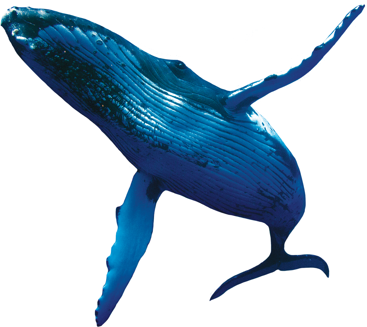 Whale Transparent Isolated Background