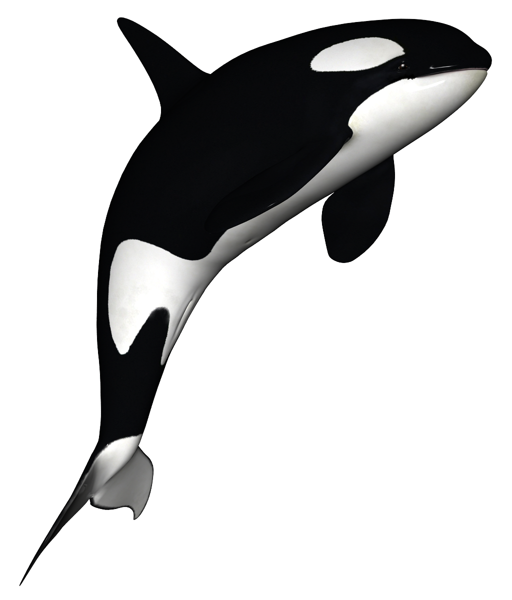 Whale Transparent Isolated Images PNG