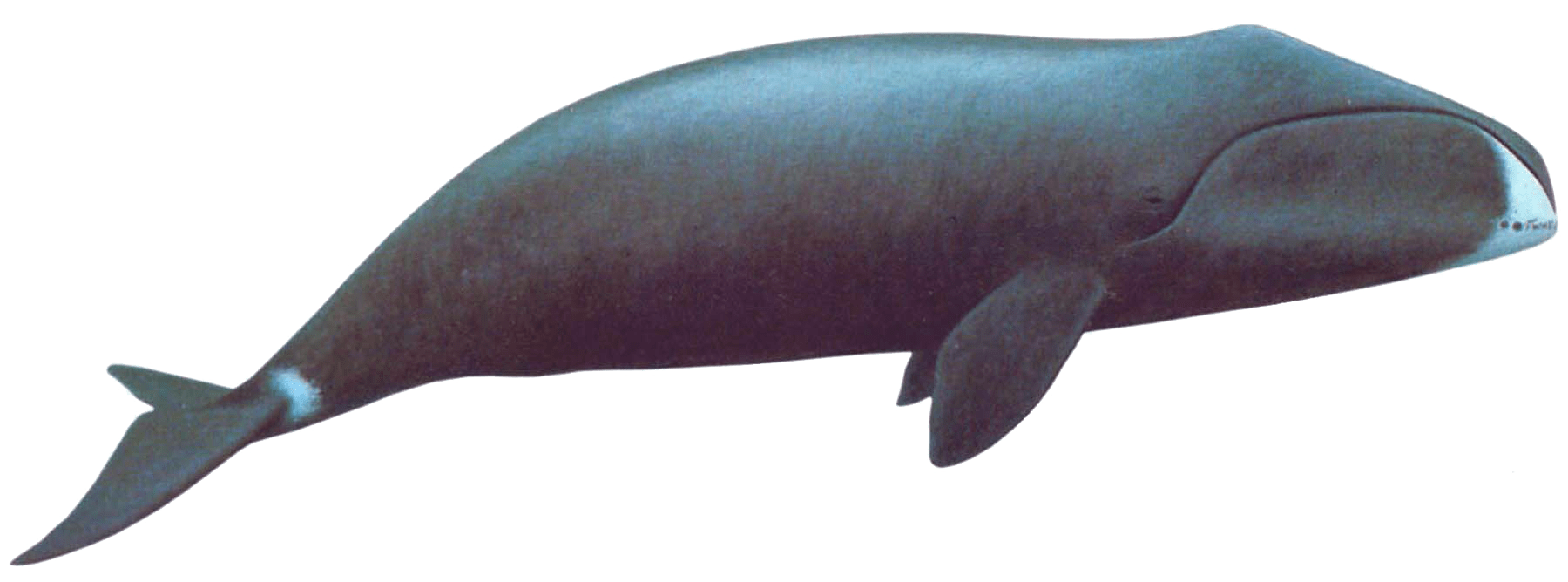 Whale Transparent Isolated PNG