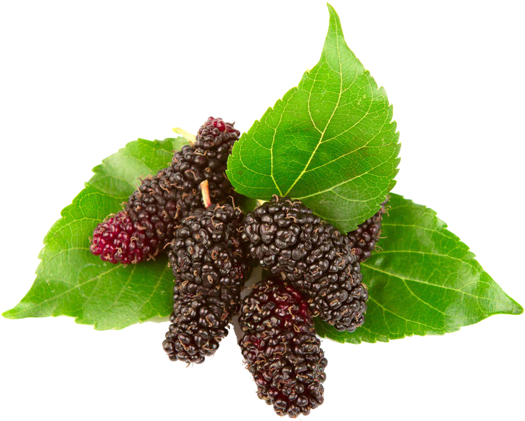 White Mulberry PNG