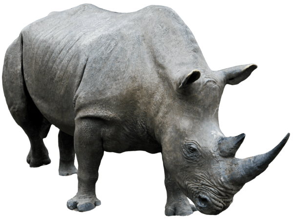 White Rhinoceros PNG File