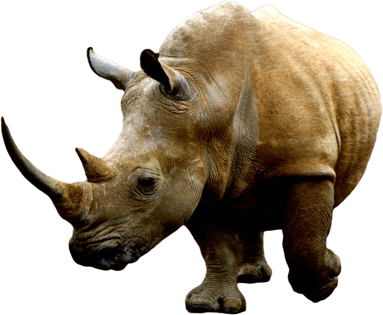 White Rhinoceros PNG Free Download