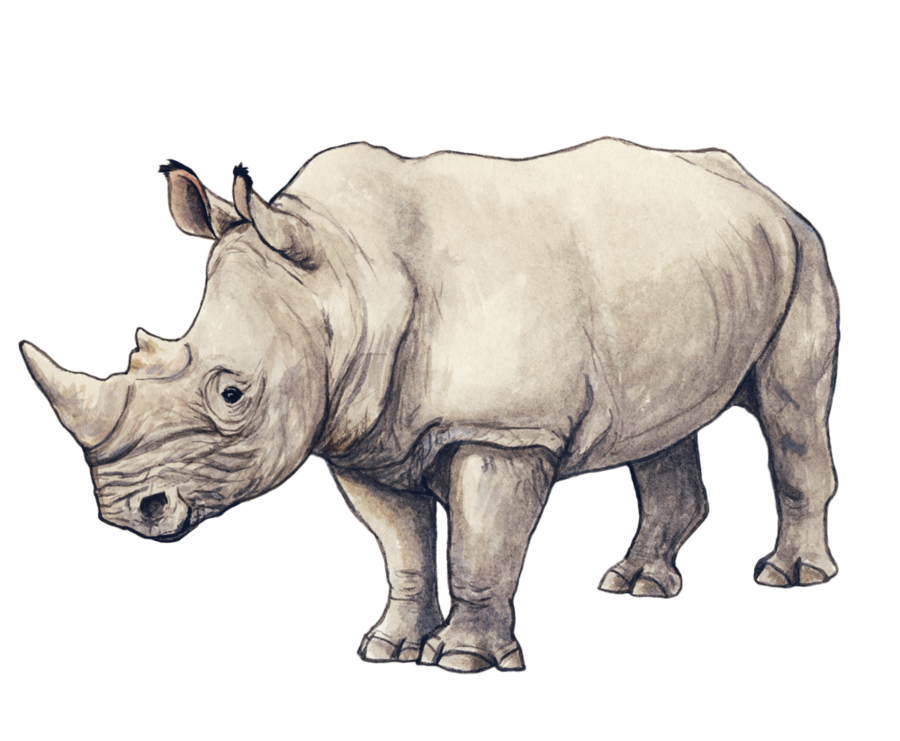 White Rhinoceros PNG Image