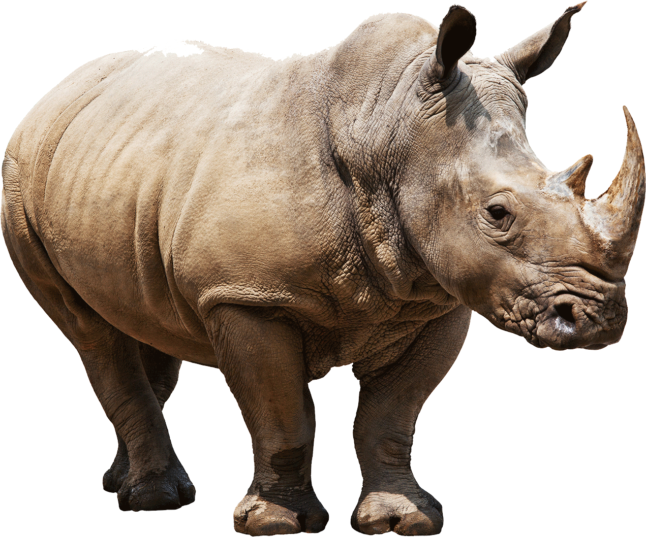 White Rhinoceros PNG Isolated File