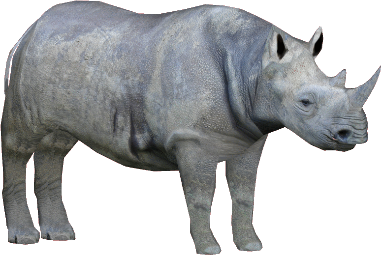 White Rhinoceros PNG Isolated Pic