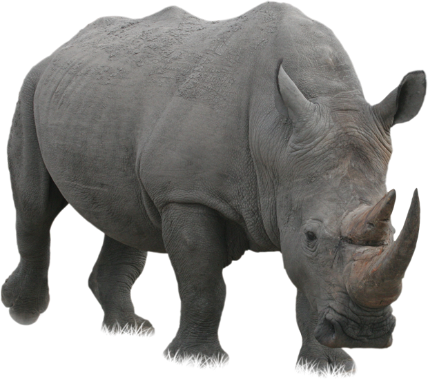 White Rhinoceros PNG Photo