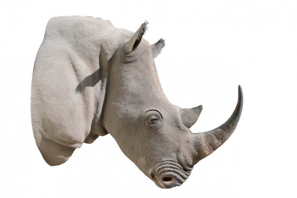 White Rhinoceros PNG Pic