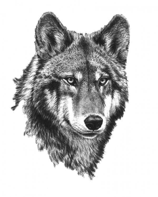 Wolf PNG Isolated HD
