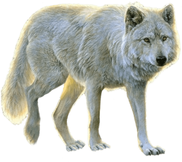 Wolf PNG Isolated Image