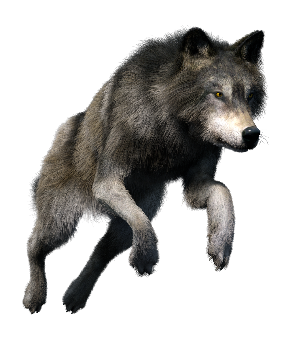 Wolf PNG Photo
