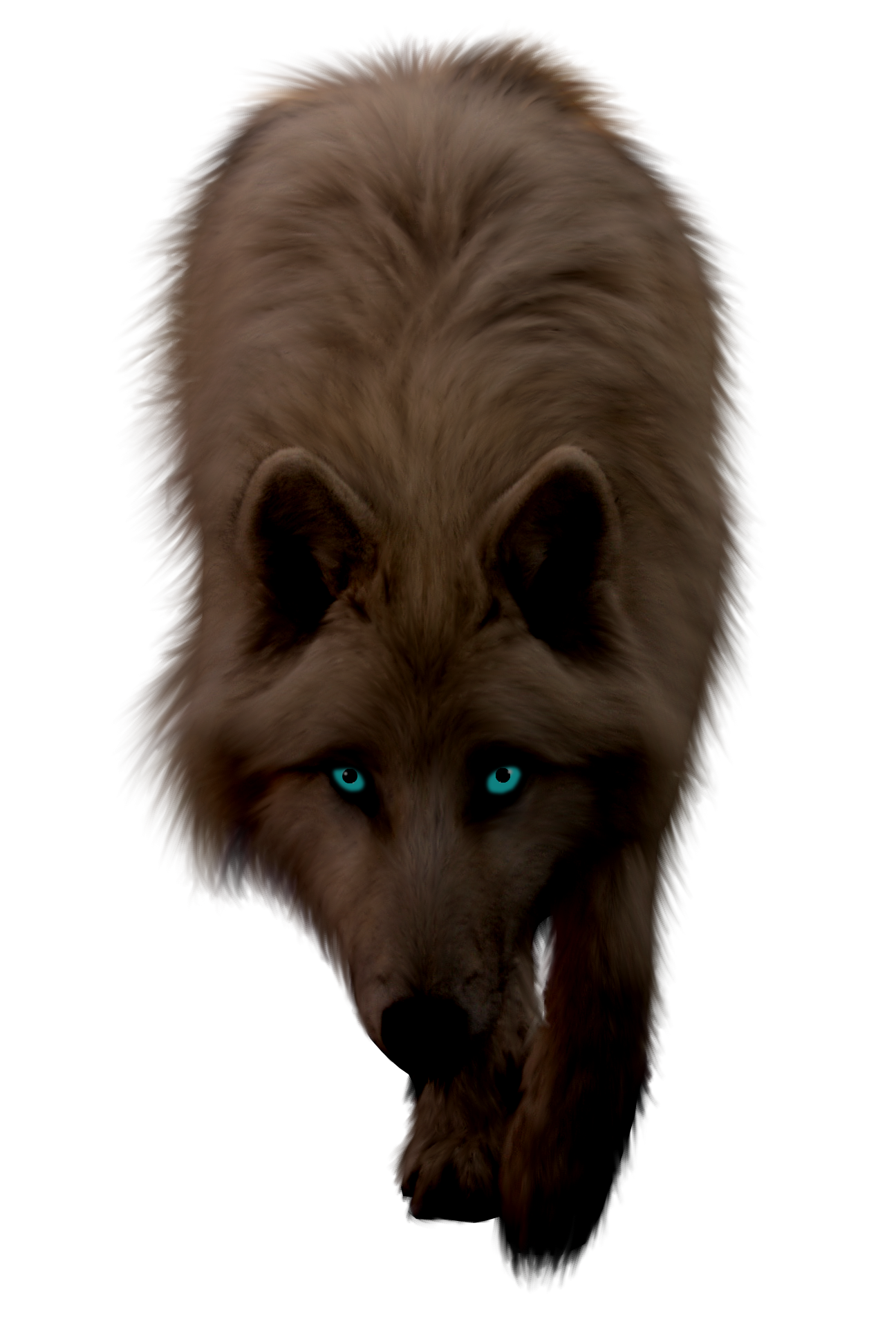 Wolf PNG Photos