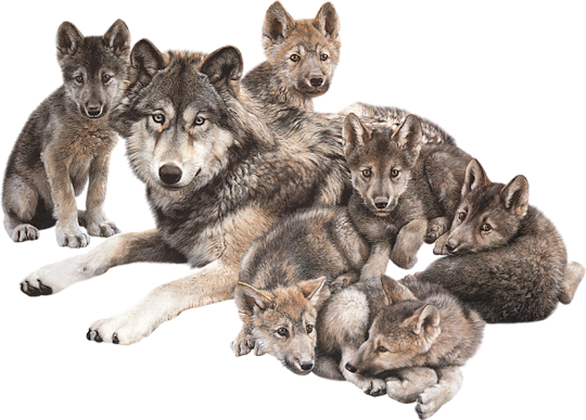 Wolve PNG File