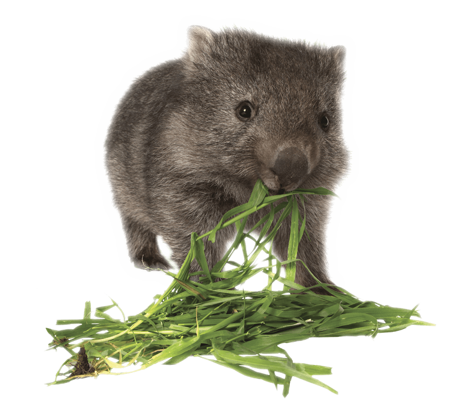 Wombats PNG Isolated HD
