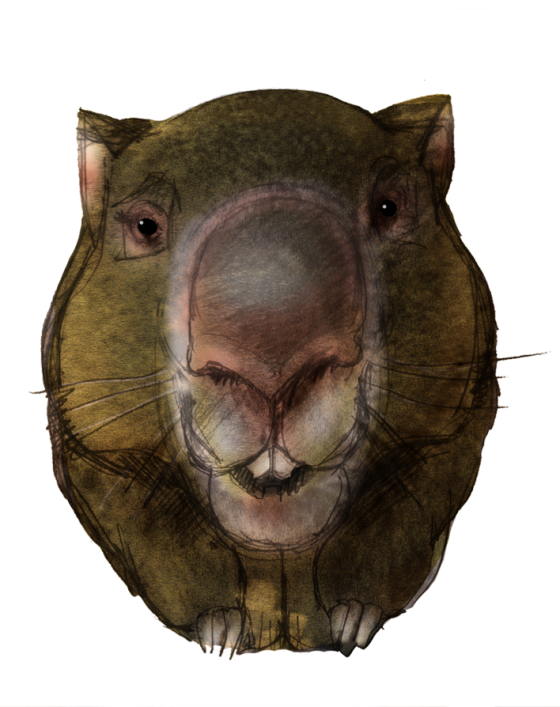 Wombats PNG Picture