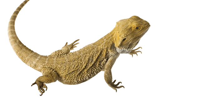 Worm Lizards PNG HD Isolated