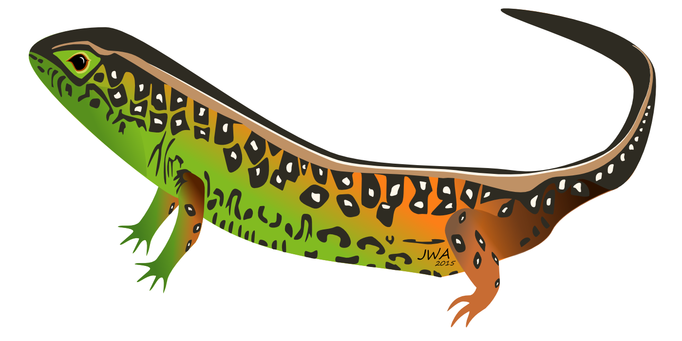 Worm Lizards PNG Isolated File