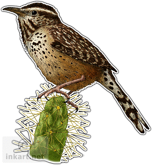 Wrens PNG Isolated Pic