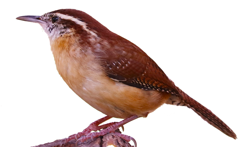Wrens PNG Pic