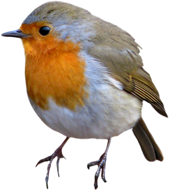 Wrens PNG