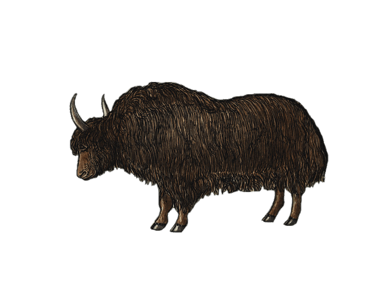 Yak PNG Clipart