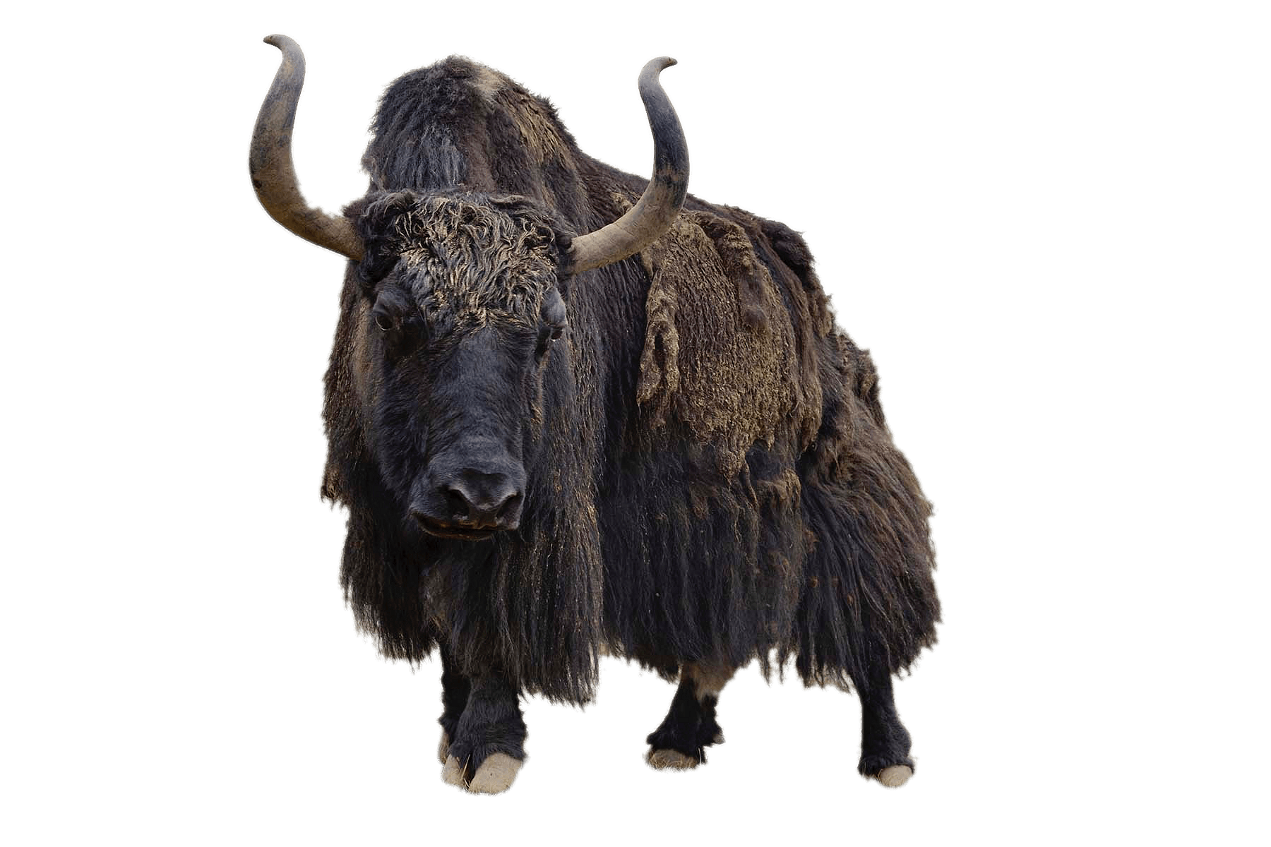 Yak PNG Isolated HD
