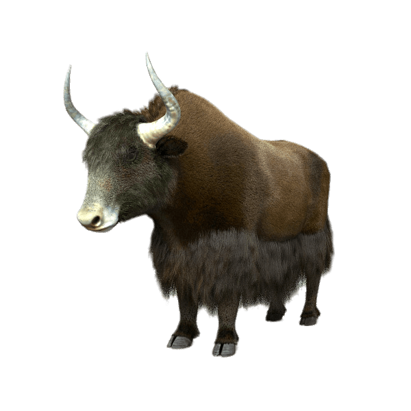 Yak PNG Picture