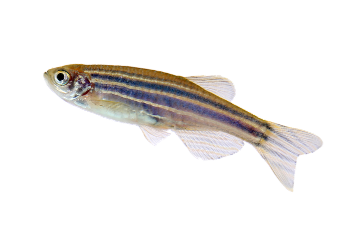 Zebra Fish PNG Photo
