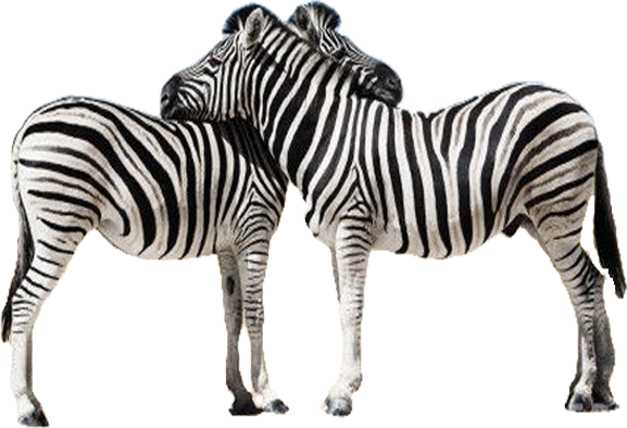 Zebras PNG HD Isolated