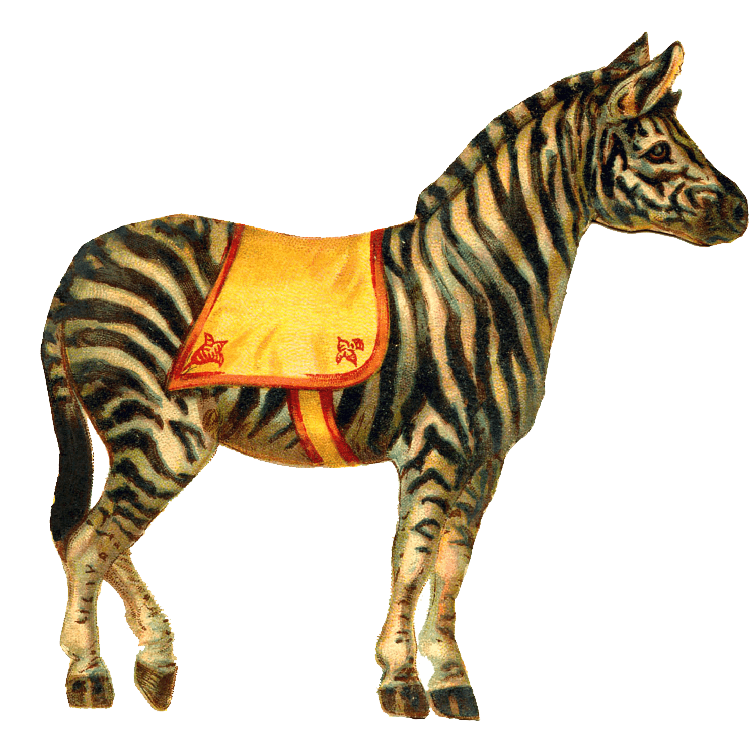 Zebras PNG Pic