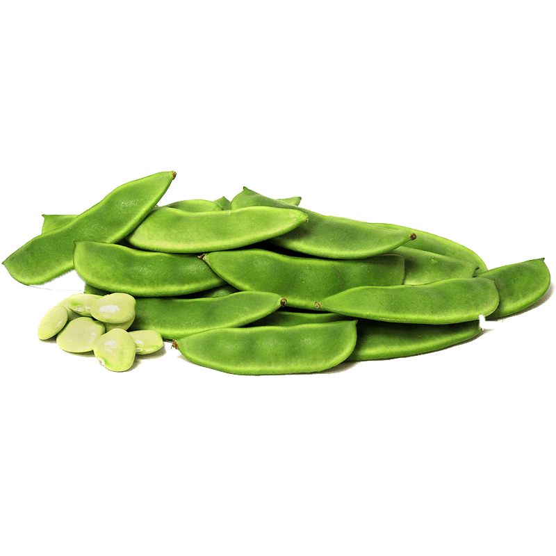 broad bean PNG Clipart