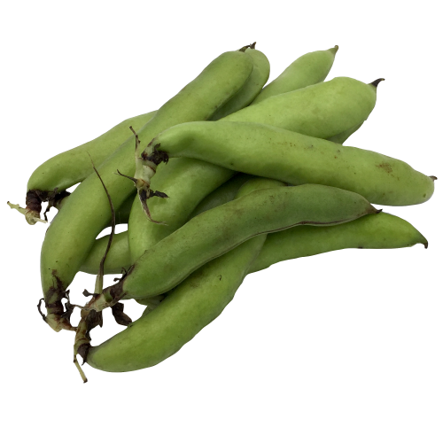 broad bean PNG Image