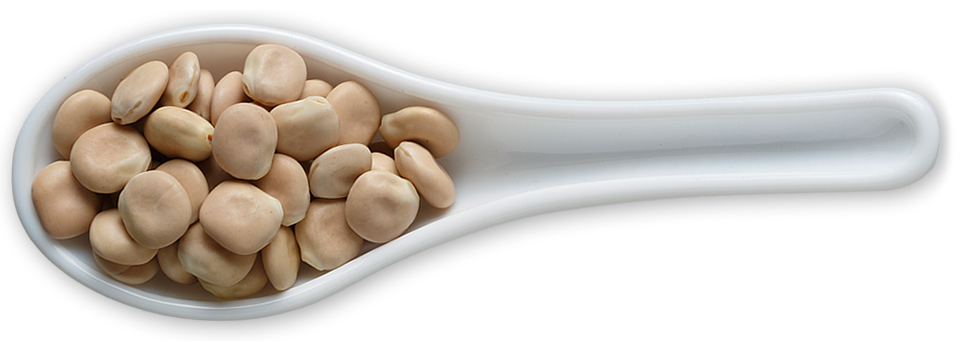 broad bean PNG Isolated HD
