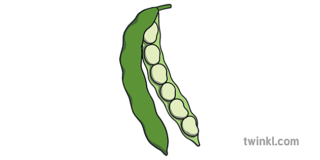 broad bean PNG Picture