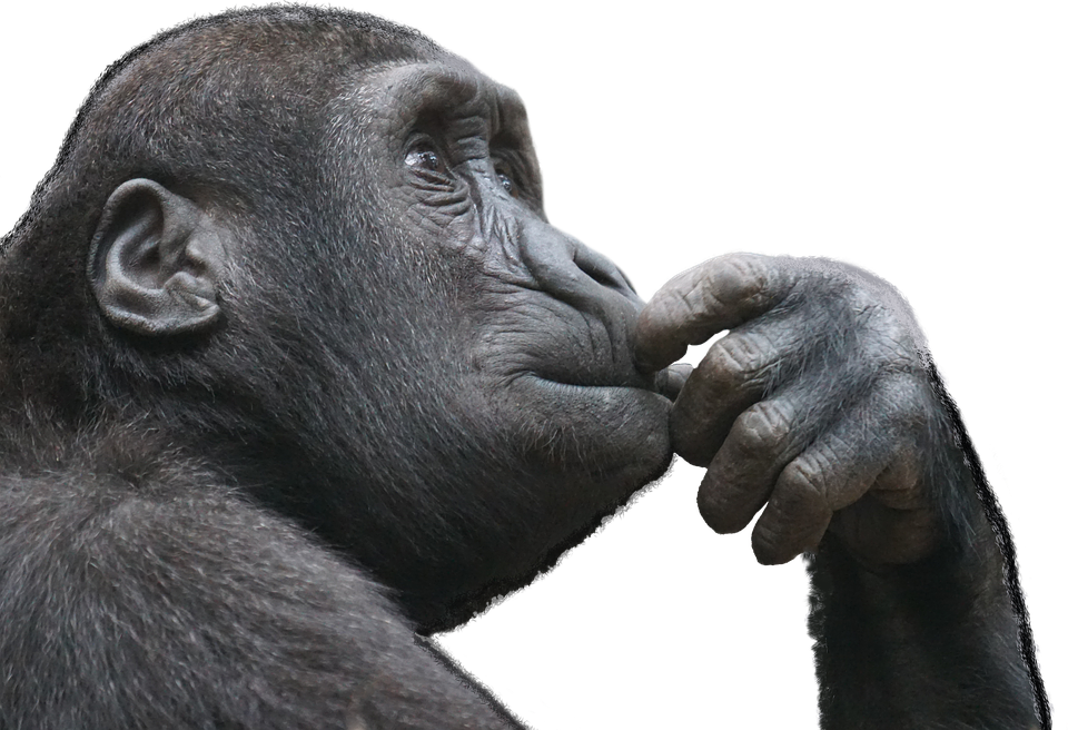 Ape PNG Isolated File