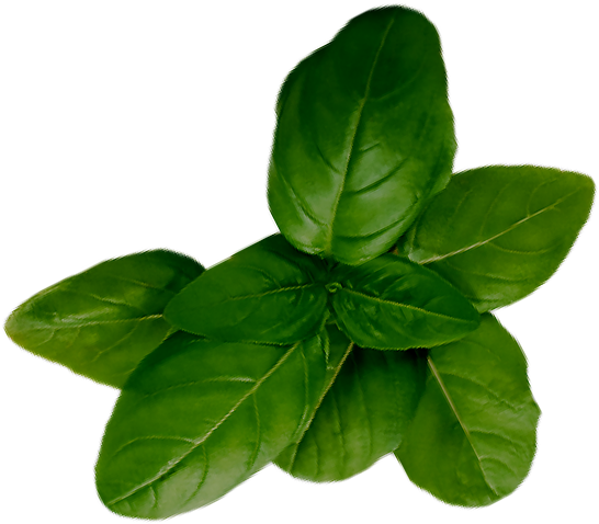Basil PNG Picture