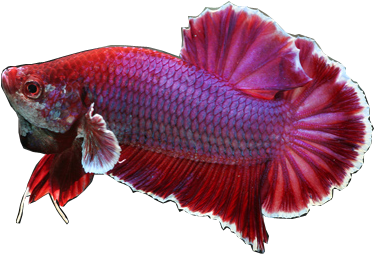 Betta Fish PNG HD Isolated