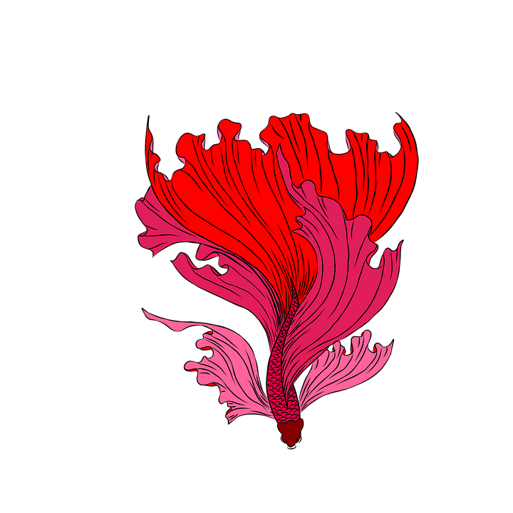 Betta Fish PNG Picture