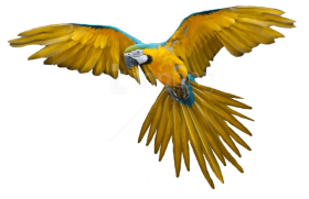 Bird Flying PNG Photos